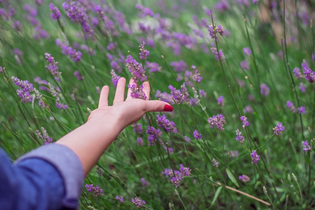 Puesta de sol sobre un campo de lavanda de verano. Grls mano tocando el flo