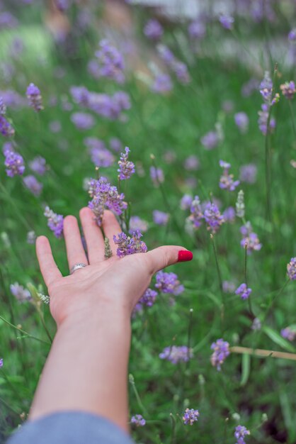 Puesta de sol sobre un campo de lavanda de verano. Grls mano tocando el flo