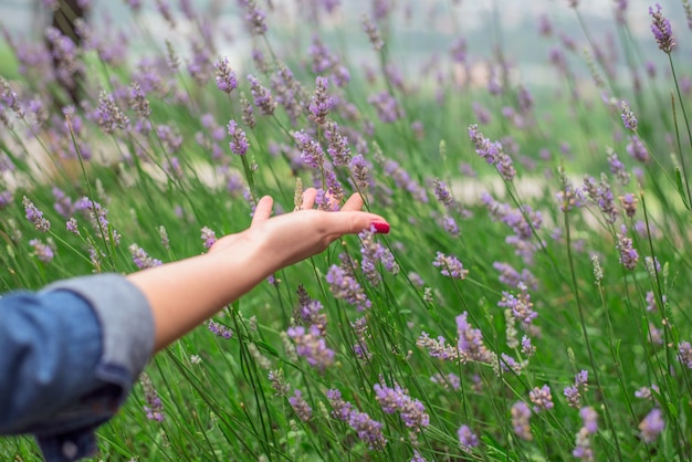 Puesta de sol sobre un campo de lavanda de verano. Grls mano tocando el flo