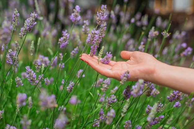 Puesta de sol sobre un campo de lavanda de verano. Grls mano tocando el flo