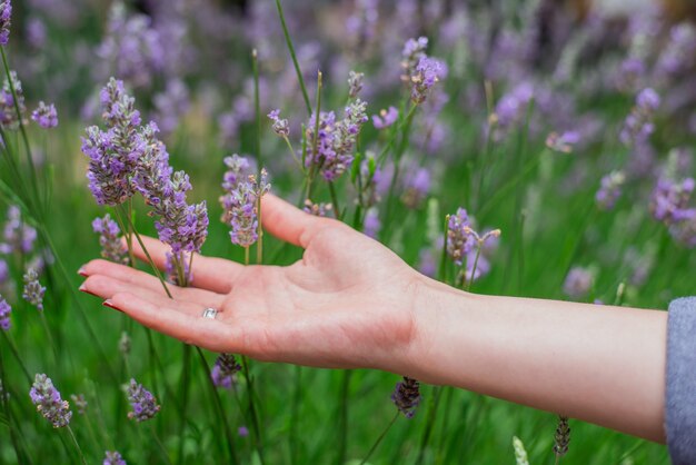 Puesta de sol sobre un campo de lavanda de verano. Grls mano tocando el flo