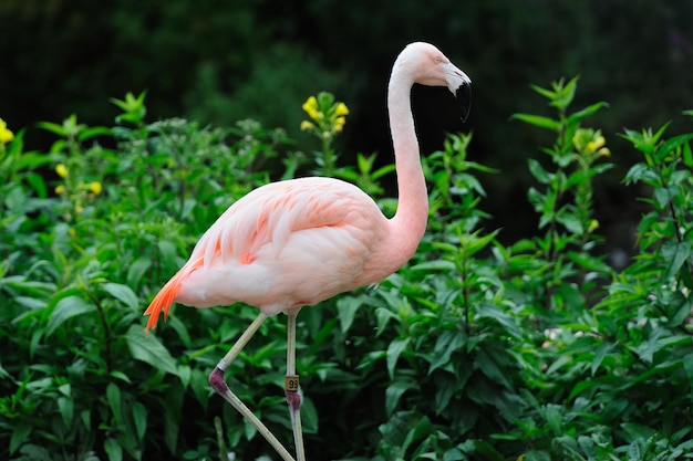 puesto de flamencos en el agua en el zoológico de Chicago