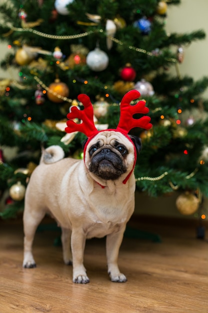 Pug con astas de ciervo. Perro feliz. Perro pug de Navidad. Humor navideño. Un perro en el apartamento.