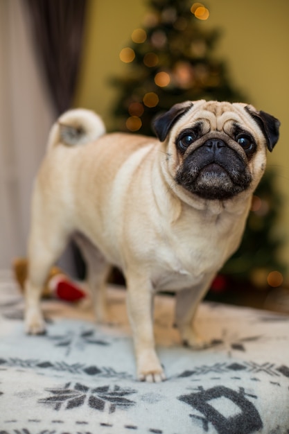 Pug de ensueño divertido con expresión facial triste acostado en el sofá textil gris con manta y cojín. Mascota doméstica en casa. Perro de raza pura con cara arrugada. De cerca, copie el espacio.