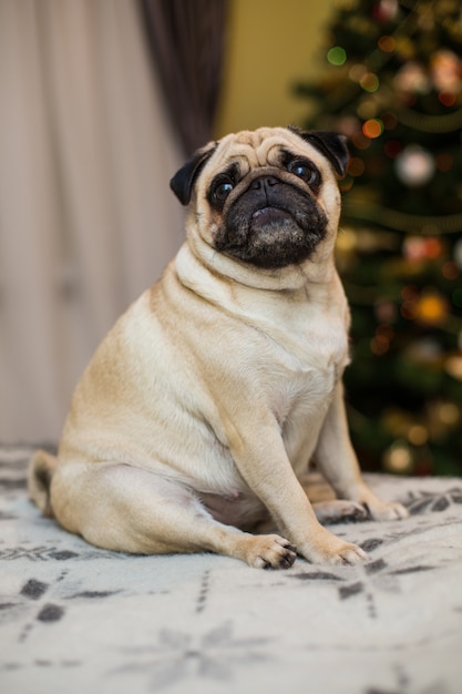 Pug de ensueño divertido con expresión facial triste acostado en el sofá textil gris con manta y cojín. Mascota doméstica en casa. Perro de raza pura con cara arrugada. De cerca, copie el espacio.