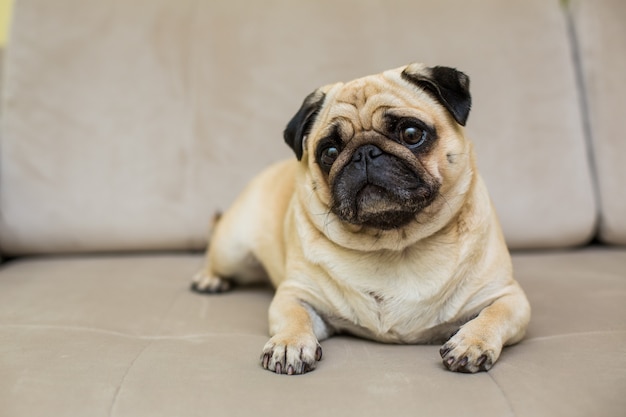 Pug lindo acostado en el sofá en casa