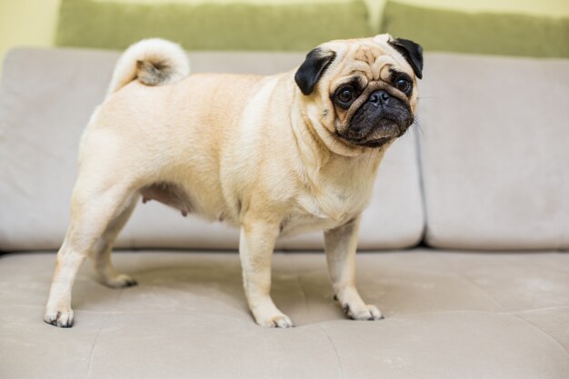 Pug lindo acostado en el sofá en casa