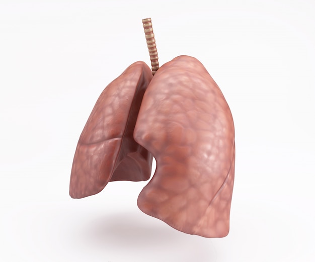 Foto gratuita pulmones humanos