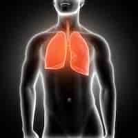 Foto gratuita pulmones