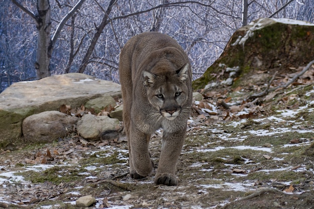 Puma caminando mirando a la cámara