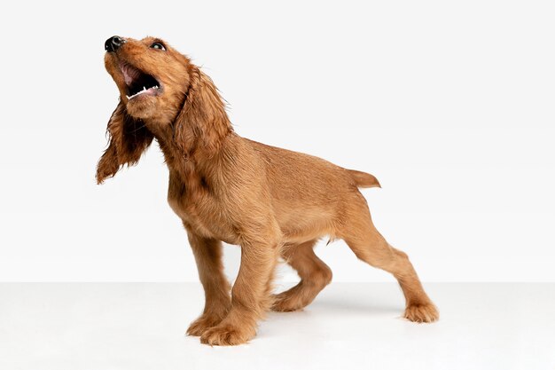 Pura juventud loca. Perro joven cocker spaniel inglés está planteando.