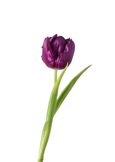 Púrpura. Cerca de hermoso tulipán fresco aislado sobre fondo blanco. Orgánico, flor, estado de ánimo primaveral, colores tiernos y profundos de pétalos y hojas. Magnífico y glorioso.