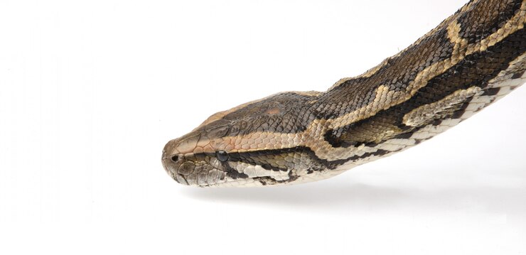 Foto gratuito python (en inglés)