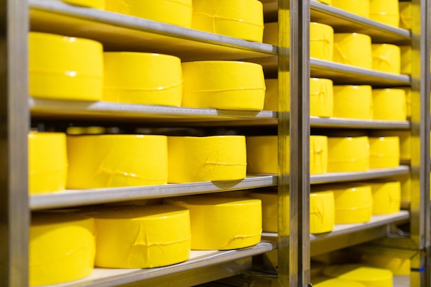 Foto gratuita queso apilado en estanterías en una quesería queso con raclette en bodega de maduración en una imagen de primer plano muchas ruedas de queso madurando en diferentes estanterías en la bodega del quesero