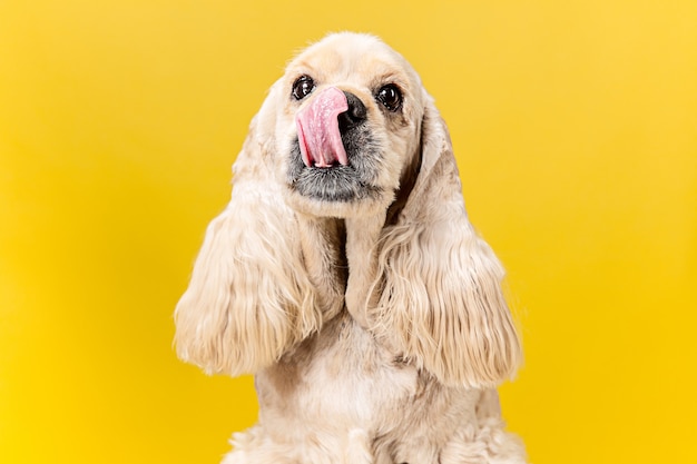 Quieres algo sabroso. Cachorro de perro de aguas americano. Lindo perrito o mascota mullida arreglada está sentada aislada sobre fondo amarillo. Foto de estudio. Espacio negativo para insertar su texto o imagen.