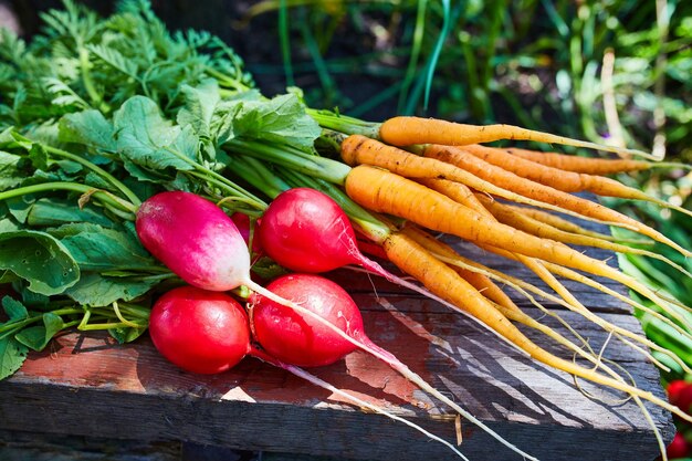 Rábanos y zanahorias recién recogidos en el jardín