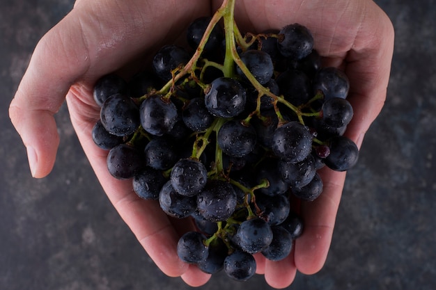 Un racimo de uvas negras en manos de una persona.