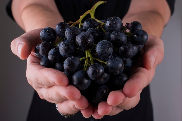 Un racimo de uvas negras en manos de una persona.