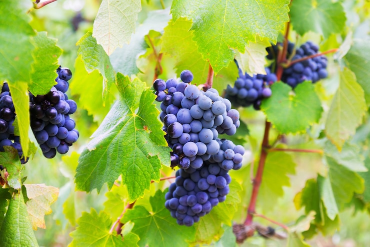 Foto gratuito racimo de uvas en la planta de viñedos