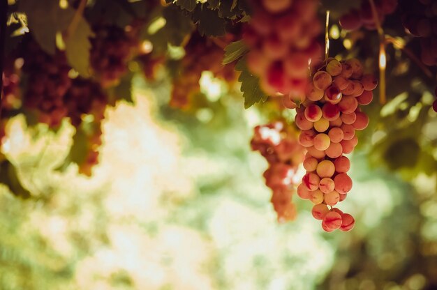 Racimo de uvas rojas colgando de la vid en la luz del sol