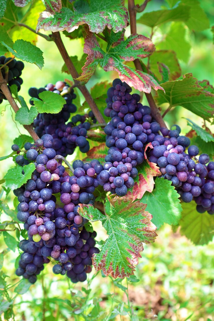 Foto gratuito racimo de uvas rojas creciendo en un viñedo francés