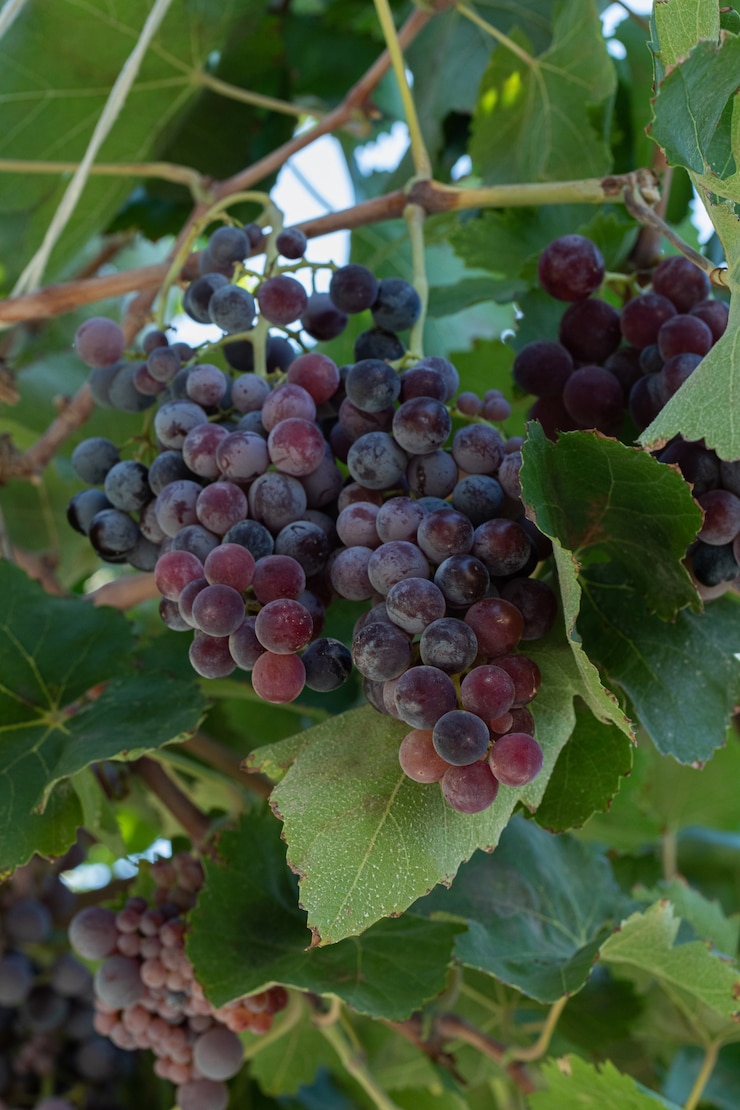 Foto gratuito un racimo de uvas rojas en una rama verde