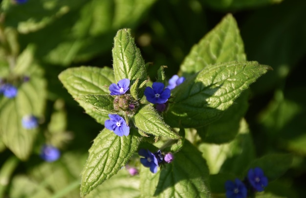 Racimo de violetas florecientes púrpuras en un jardín