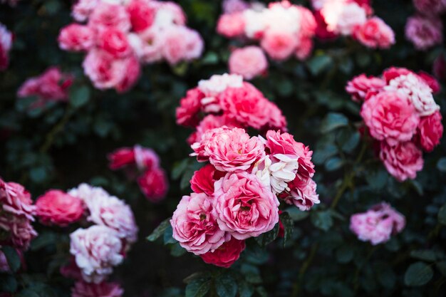 Racimos de hermosas rosas