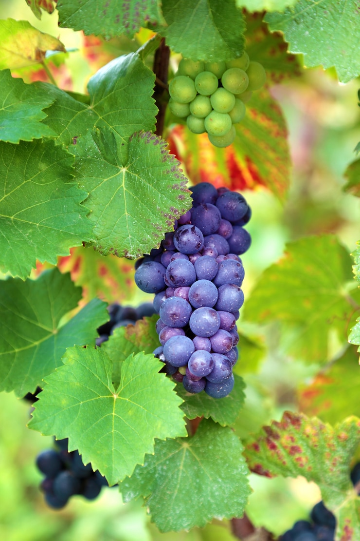 Foto gratuito racimos de uvas que crecen en un viñedo