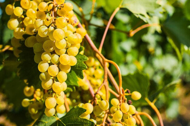 Racimos de uvas verdes maduras y jugosas en viñedos, enfoque selectivo en la cosecha de racimos maduros en otoño