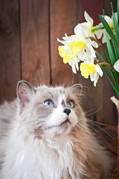 Ragdoll raza de gato y un jarrón de narcisos