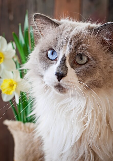 Ragdoll raza de gato y un jarrón de narcisos