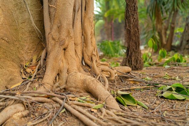 Raíces de árboles de ficus tropicales. Primer de las raíces de la bobina con las raíces aéreas en foco suave en fondo.