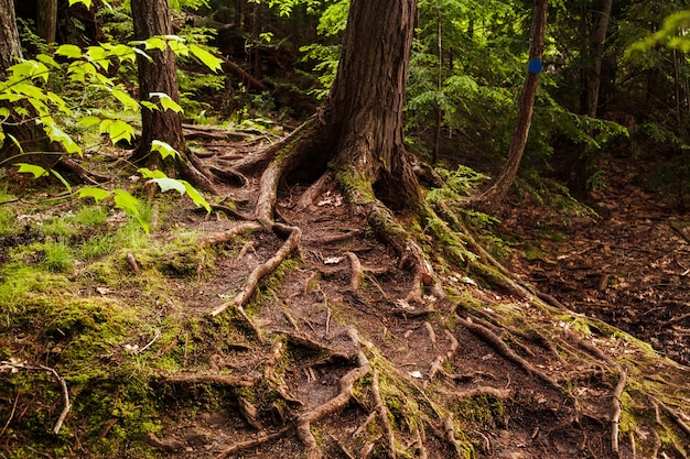 Raíces cubiertas de musgo de un árbol en el bosque