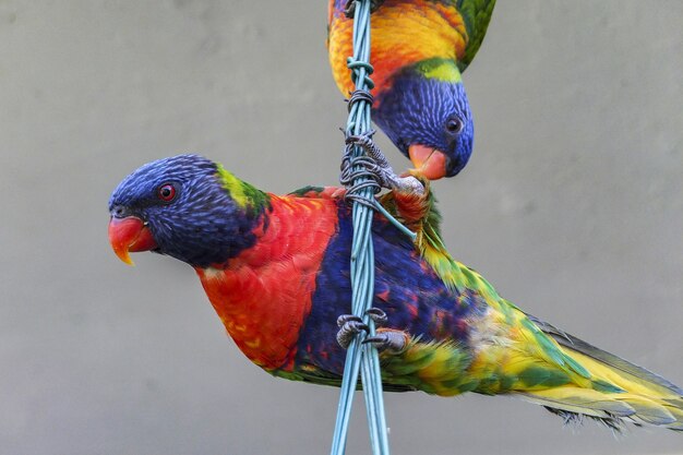 Rainbow lorikeet pájaros posados sobre un cable