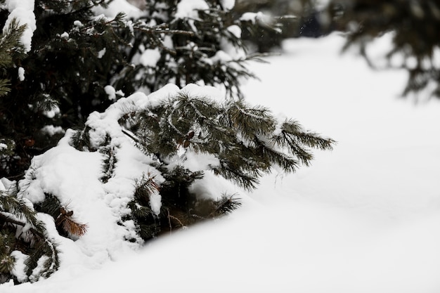 Rama de abeto cubierto de nieve