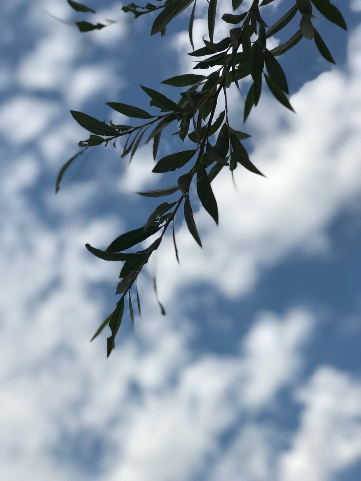 Foto gratuito rama de árbol de arce plateado con hojas verdes bajo el hermoso cielo nublado