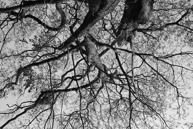 Rama de árbol blanco y negro