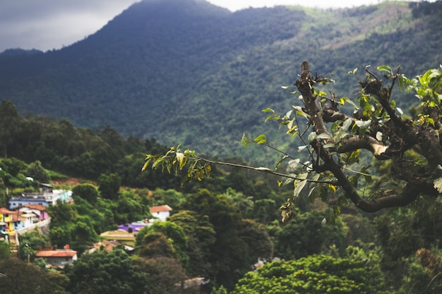 Rama de árbol con la ciudad en el fondo