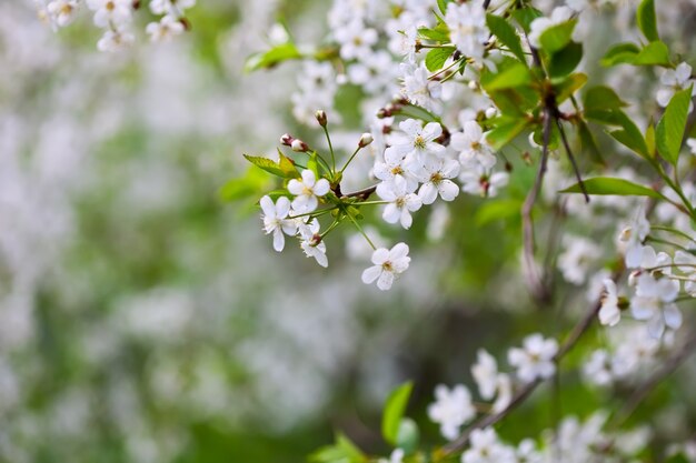 Rama de un árbol en flor