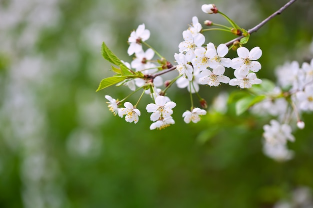 Rama de un árbol en flor