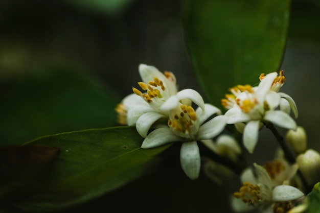 Rama del árbol floreciente