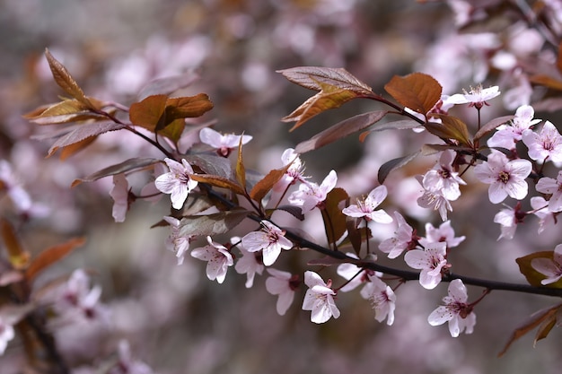 Rama de árbol con flores