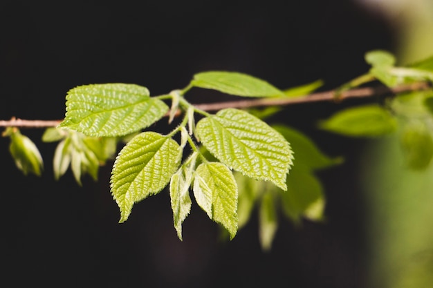 Foto gratuita rama de árbol con hojas