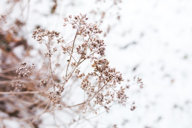 Rama de un árbol con nieve de fondo