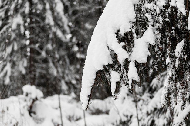 Foto gratuita rama de árbol en la nieve