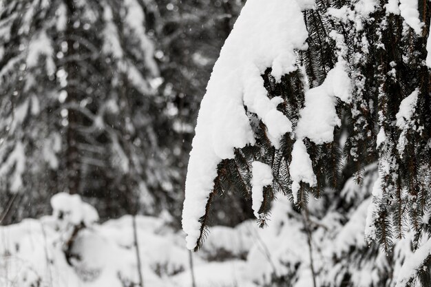 Rama de árbol en la nieve