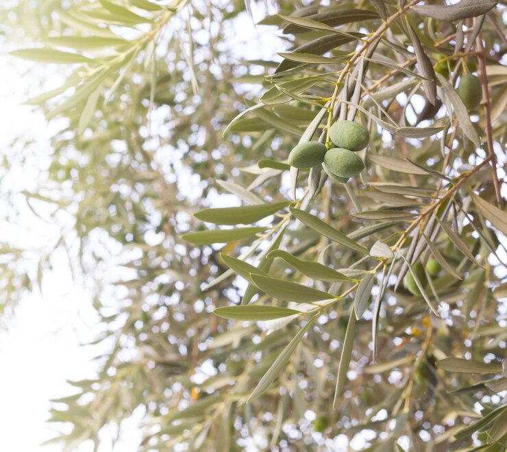 Rama de árbol de olivo