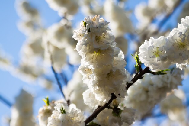 rama de un árbol en primavera