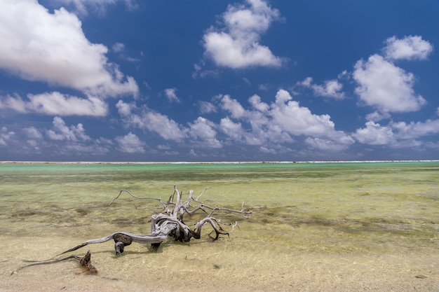 La rama de árbol vieja se fue en la playa en salinas. Bonaire, Caribe